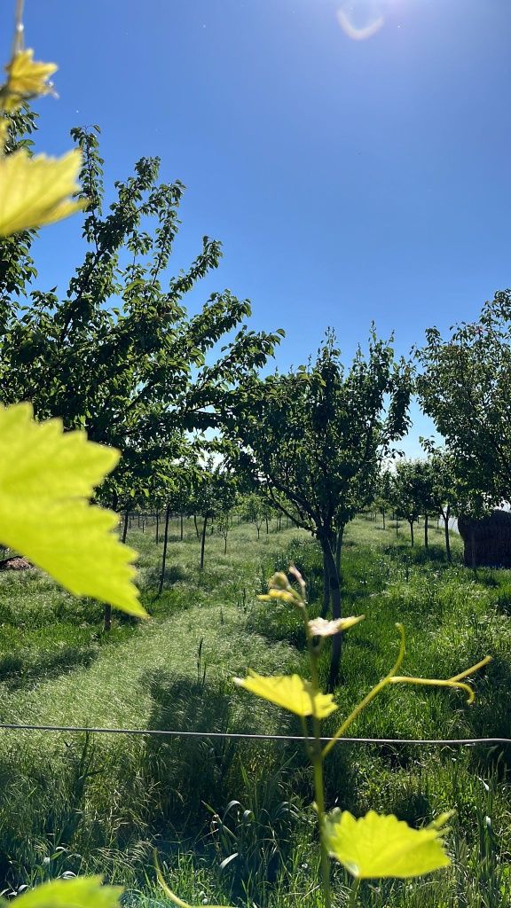 Casă cu mult teren la Becicherec