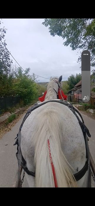 De vânzare iapă 7ani