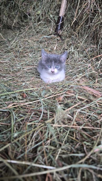 Pisicute pentru adoptie