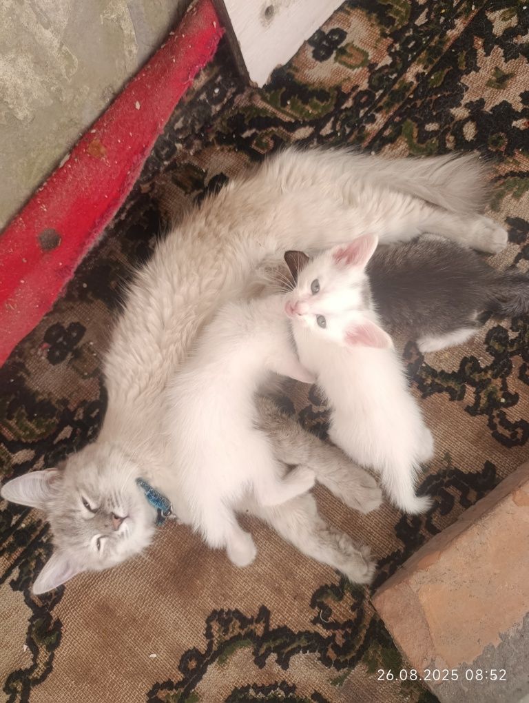 Отдам котят. Бесплатно