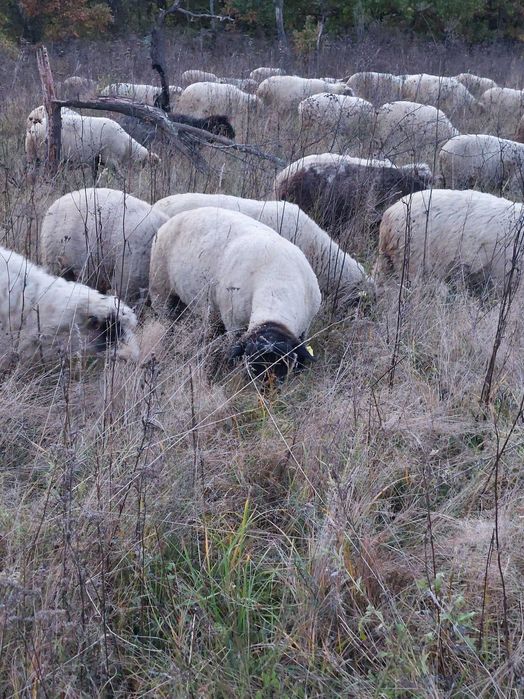 Vand oi de carne, metis si țurcane