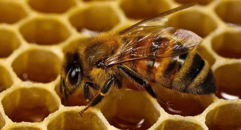 Пчелопакеты 2021 года и прополис