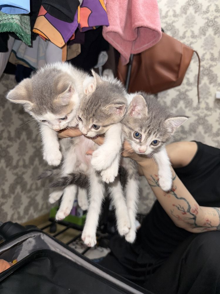 Котята 2 месяца