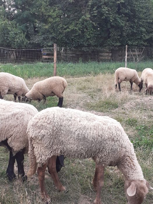 Oi sulfok de vânzare