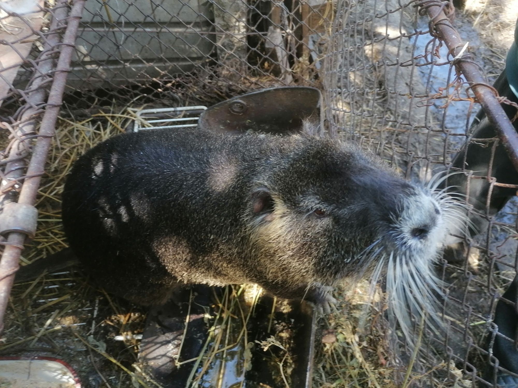 Nutrie blîndă femelă