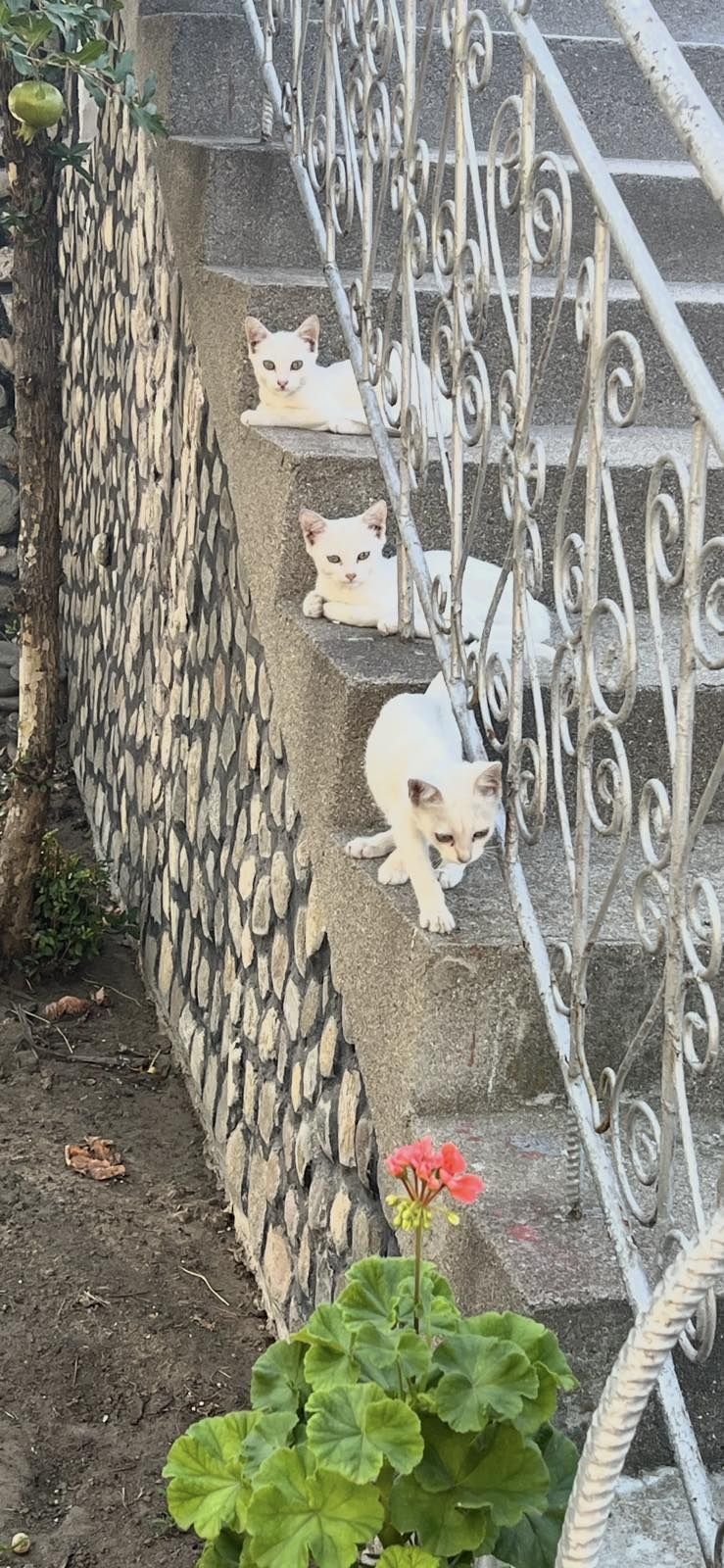 Подаряват се малки котенца
