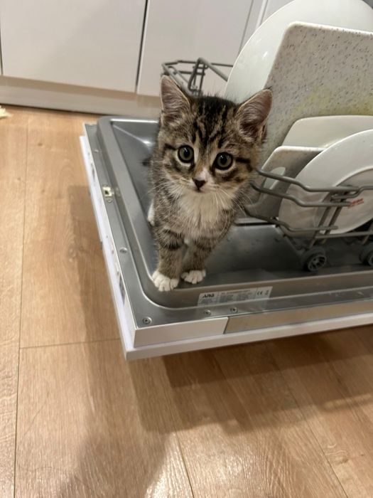 Отдам котёнка...