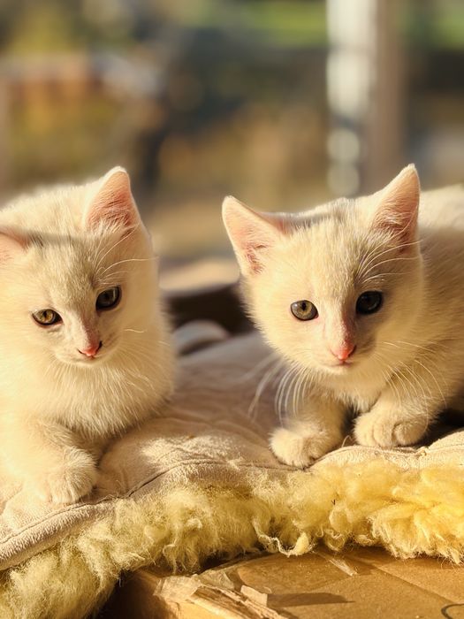Белые котята мальчики