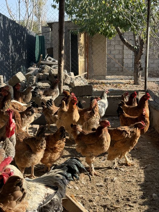 Продаётся куры Тауықтар сатылады