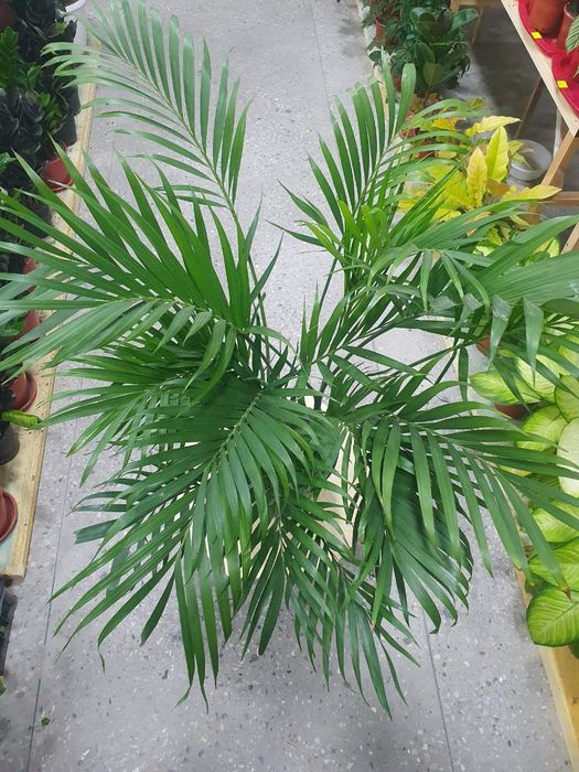 Xoveya Xamedoreya Хамедорея