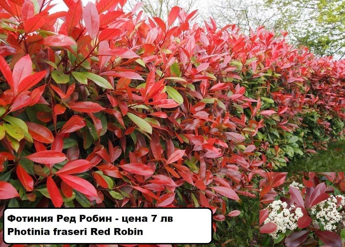 Фотиния Ред Робин
