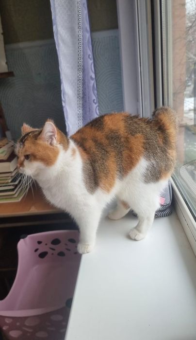 Скотиш страйт девочка.