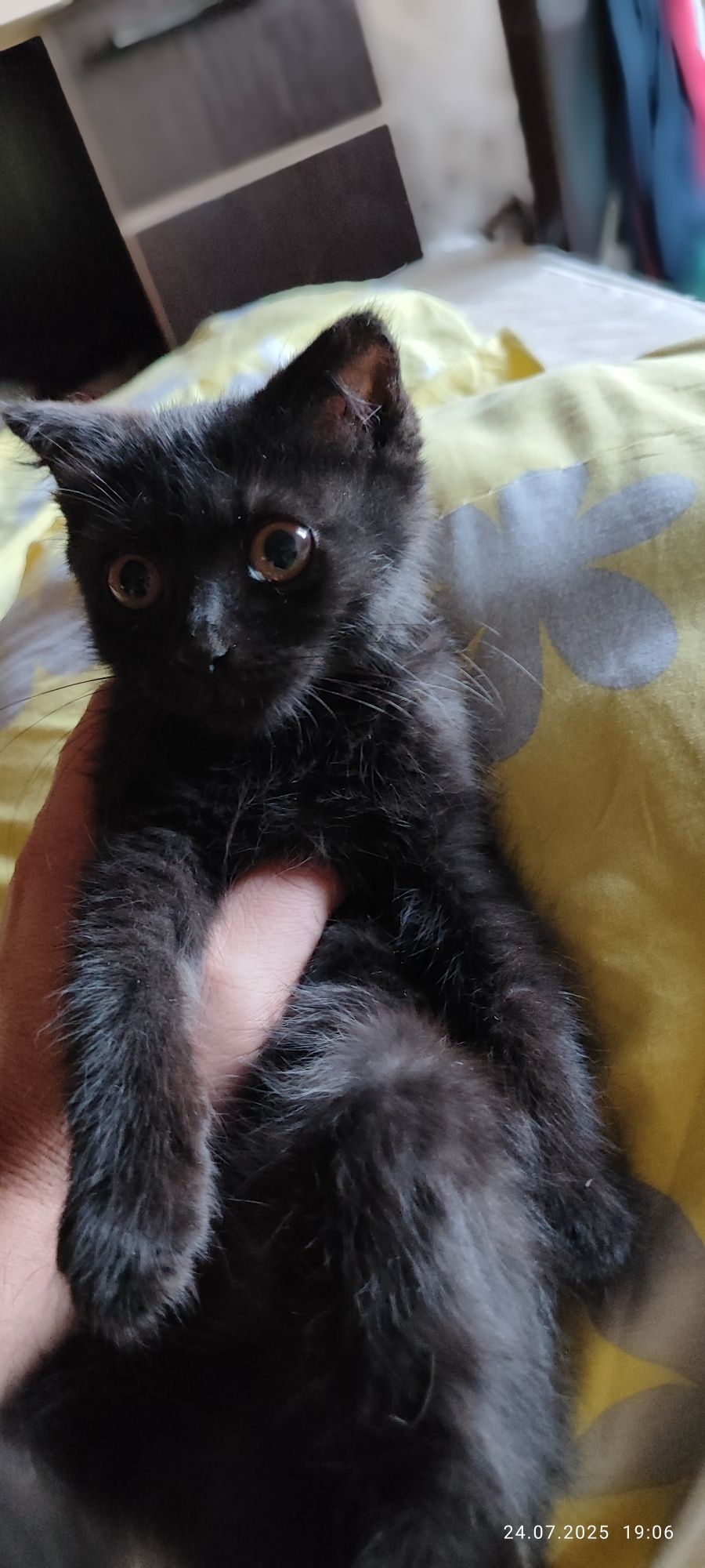 Котёнок черный мальчик