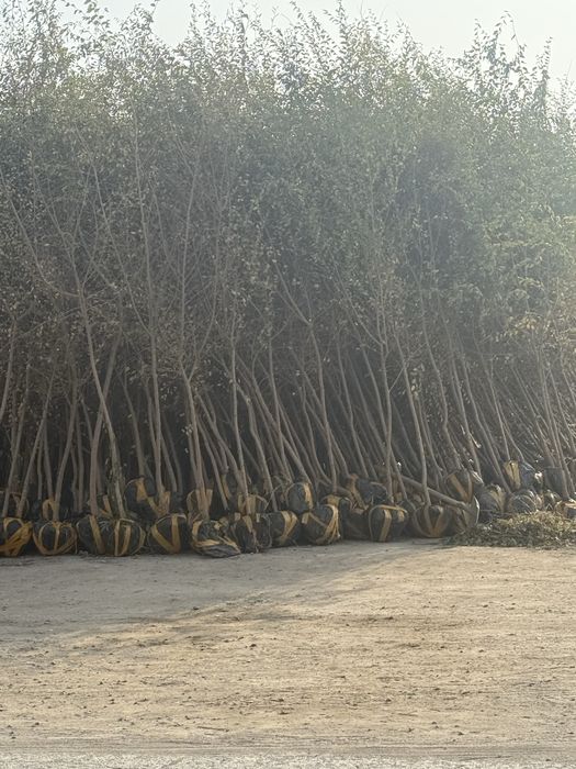 Dekorativni daraxtlar