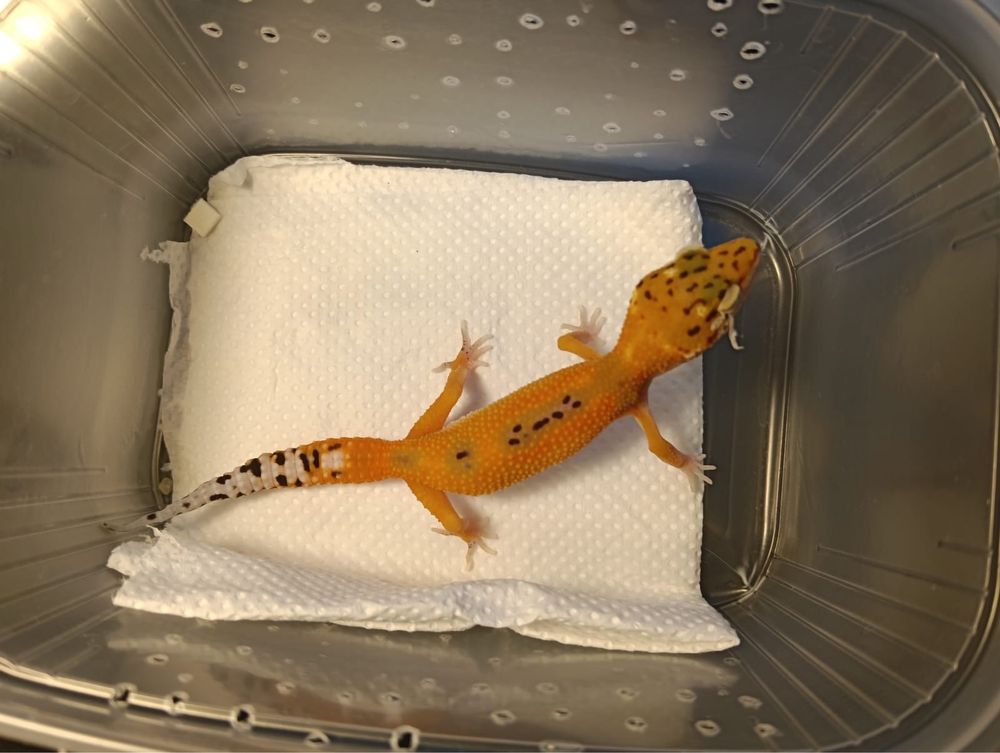 Vand gecko- leopard