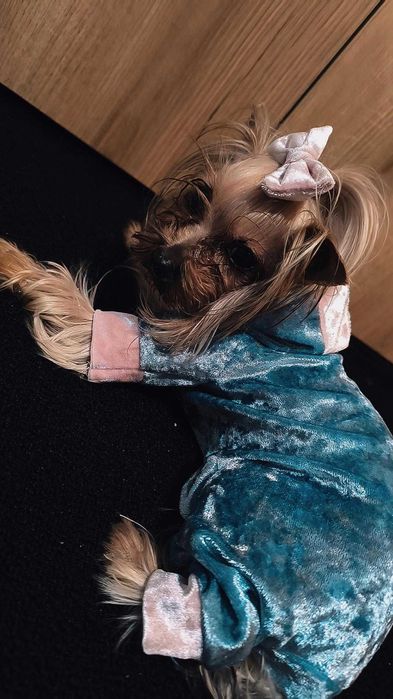 Ексклюзивна дрехи за малки кучета