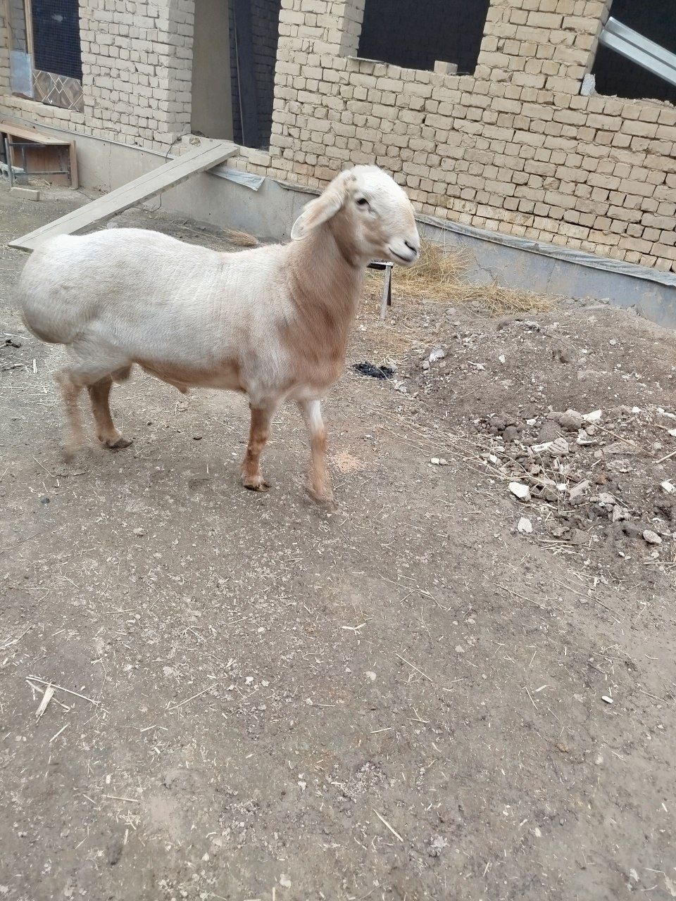 Qoʻchqor Arashan