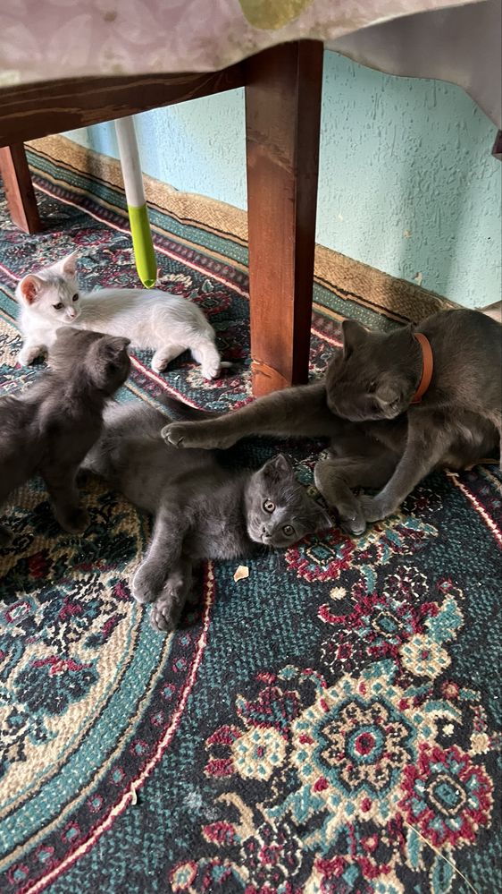Kichkina 2oylik mushukchalar sotiladi 2ta seriy 1ta oq rangli mushuk