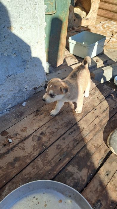 Подарявам кученцата