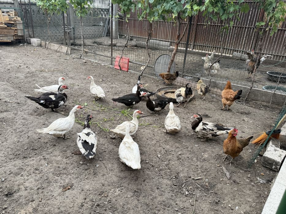 Vand rate mute 50 lei/buc