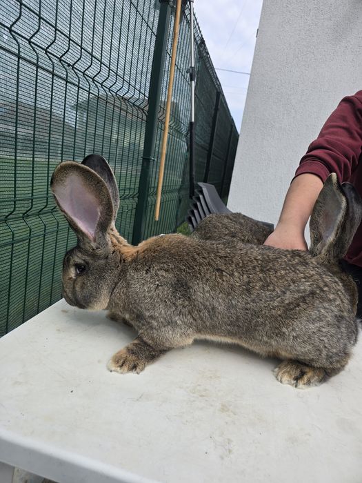 Mascul uriaș german