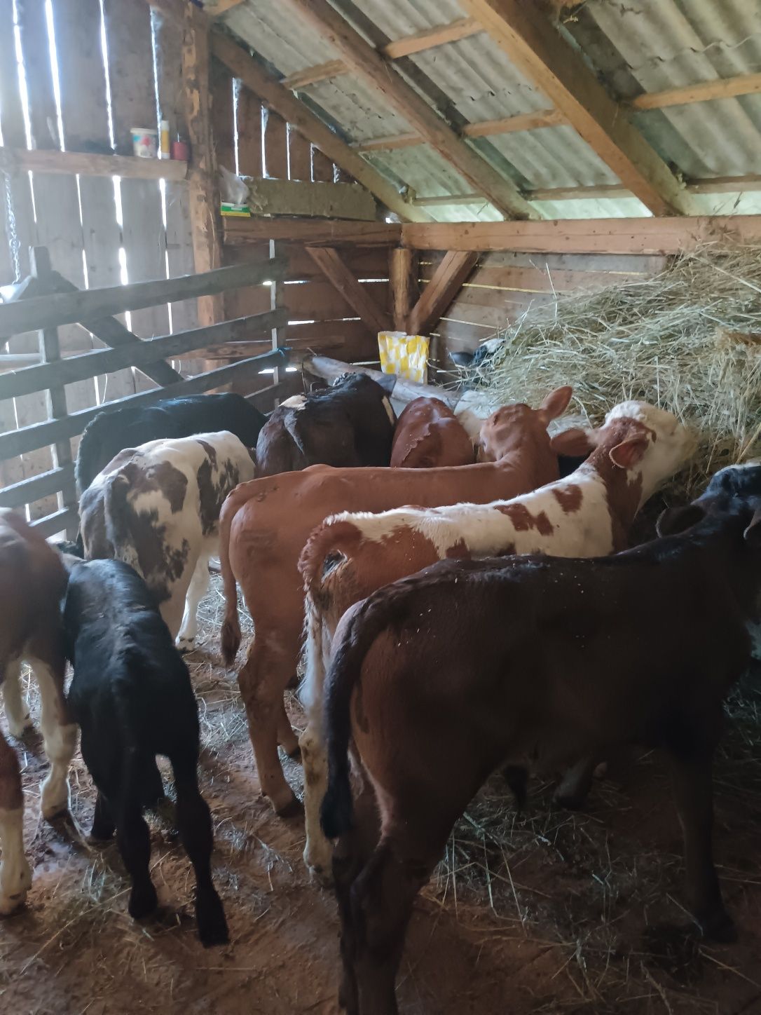 15 taurasi de vânzare între 90 100 și 110 kg