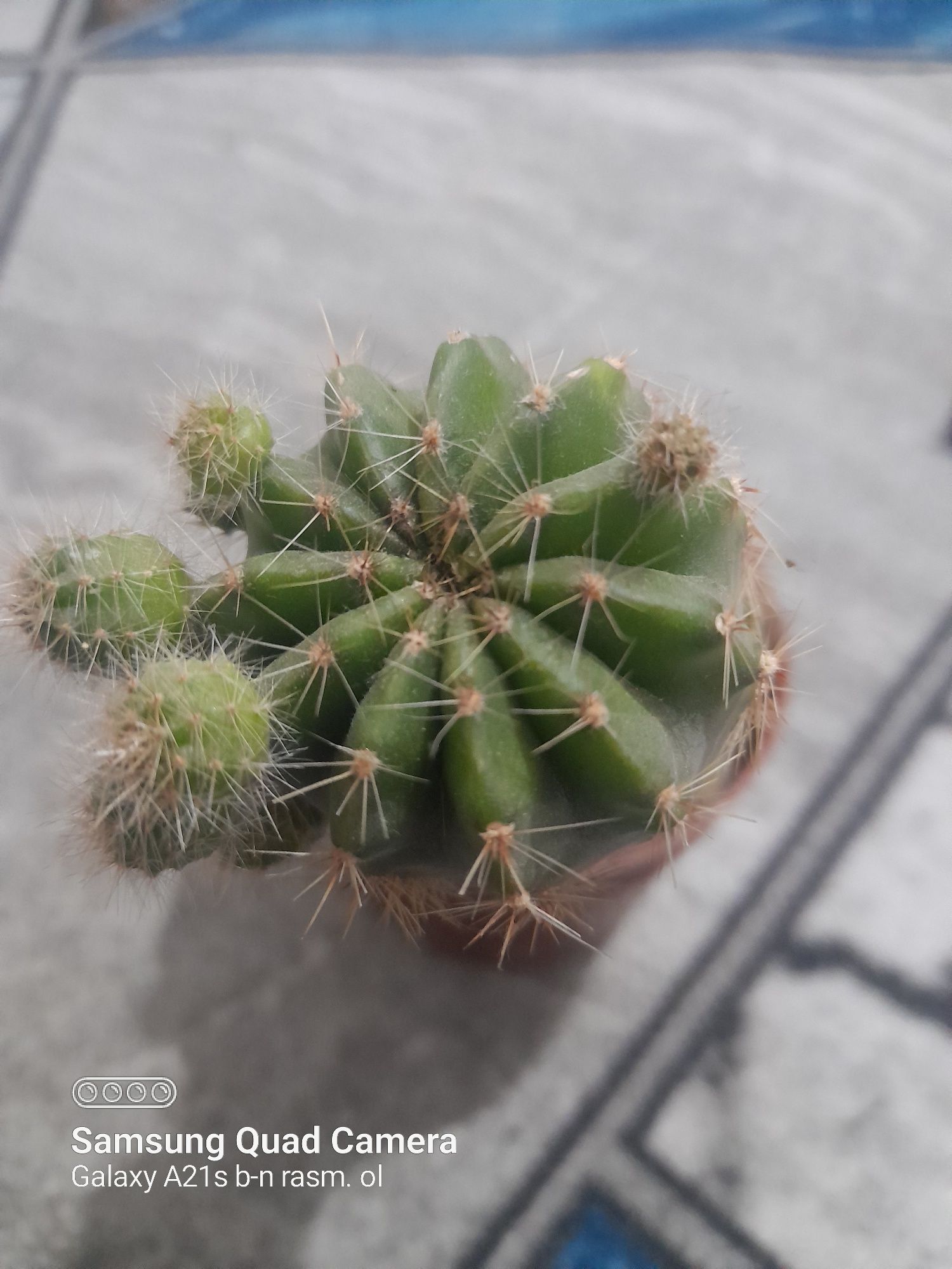 Dekarativ ustunsimon kaktus, ixcham va kõp bolali. Echinopsis kaktuz
