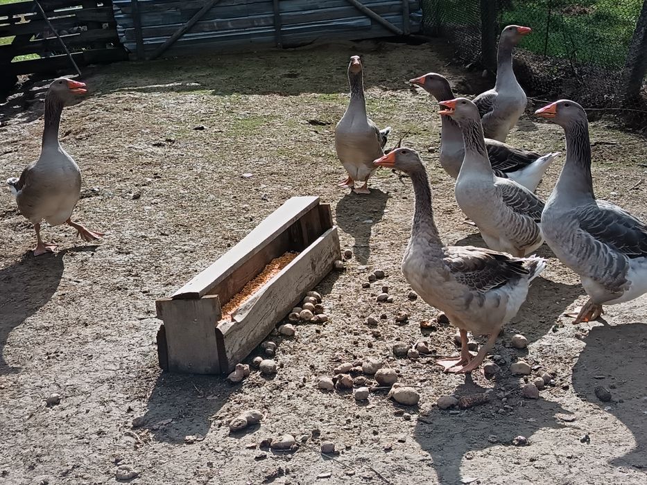 Gâște Toulouse  .