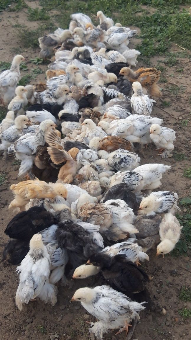 Pui brahma de vînzare rasă originală