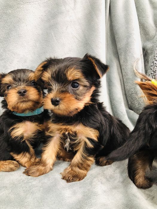 Милый мини Йорки мальчики