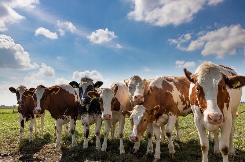 Работа с проживанием на ферму