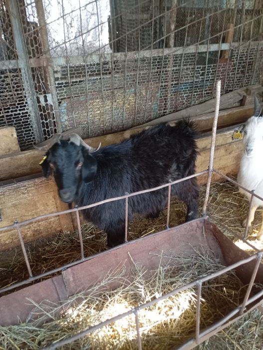 Продам козла или обмен на другого