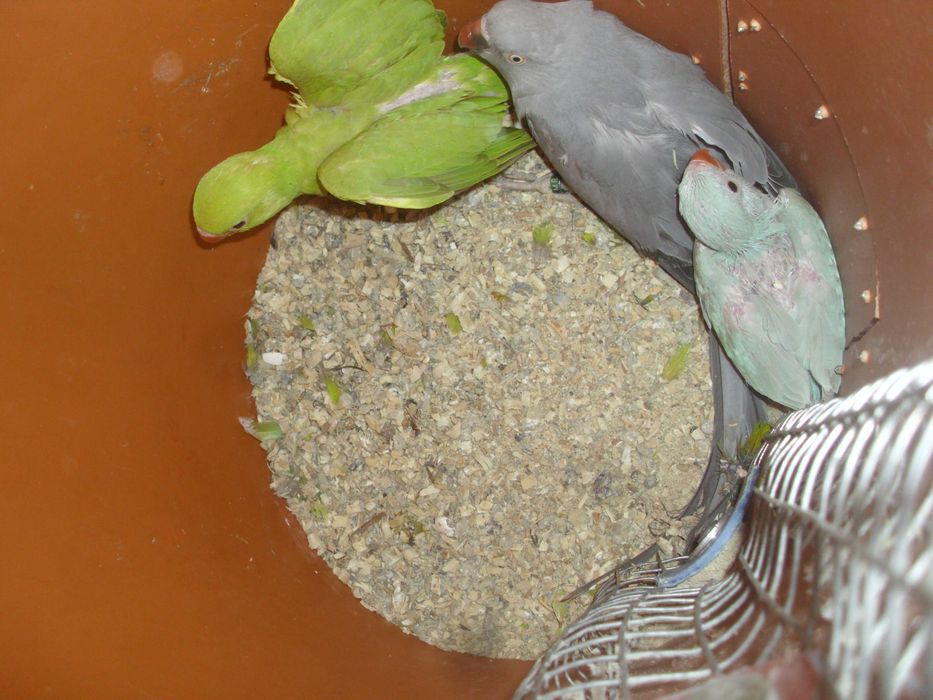 papagali mai multe feluri