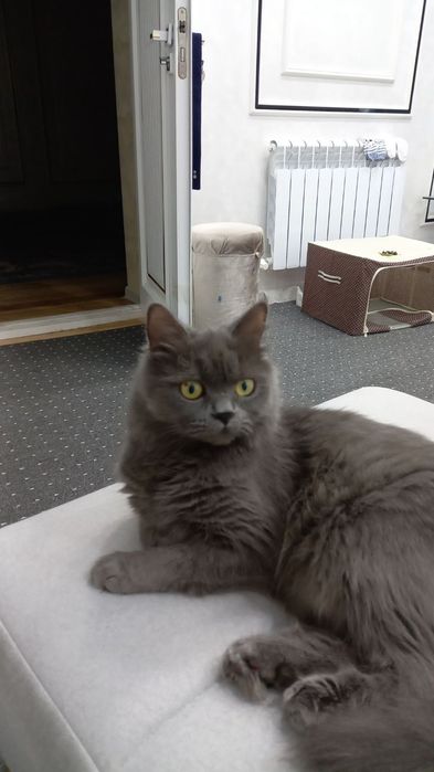 Продаются милые котята 1.5 месячные