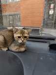 Mushuk sotiladi zalatoy chinchilla