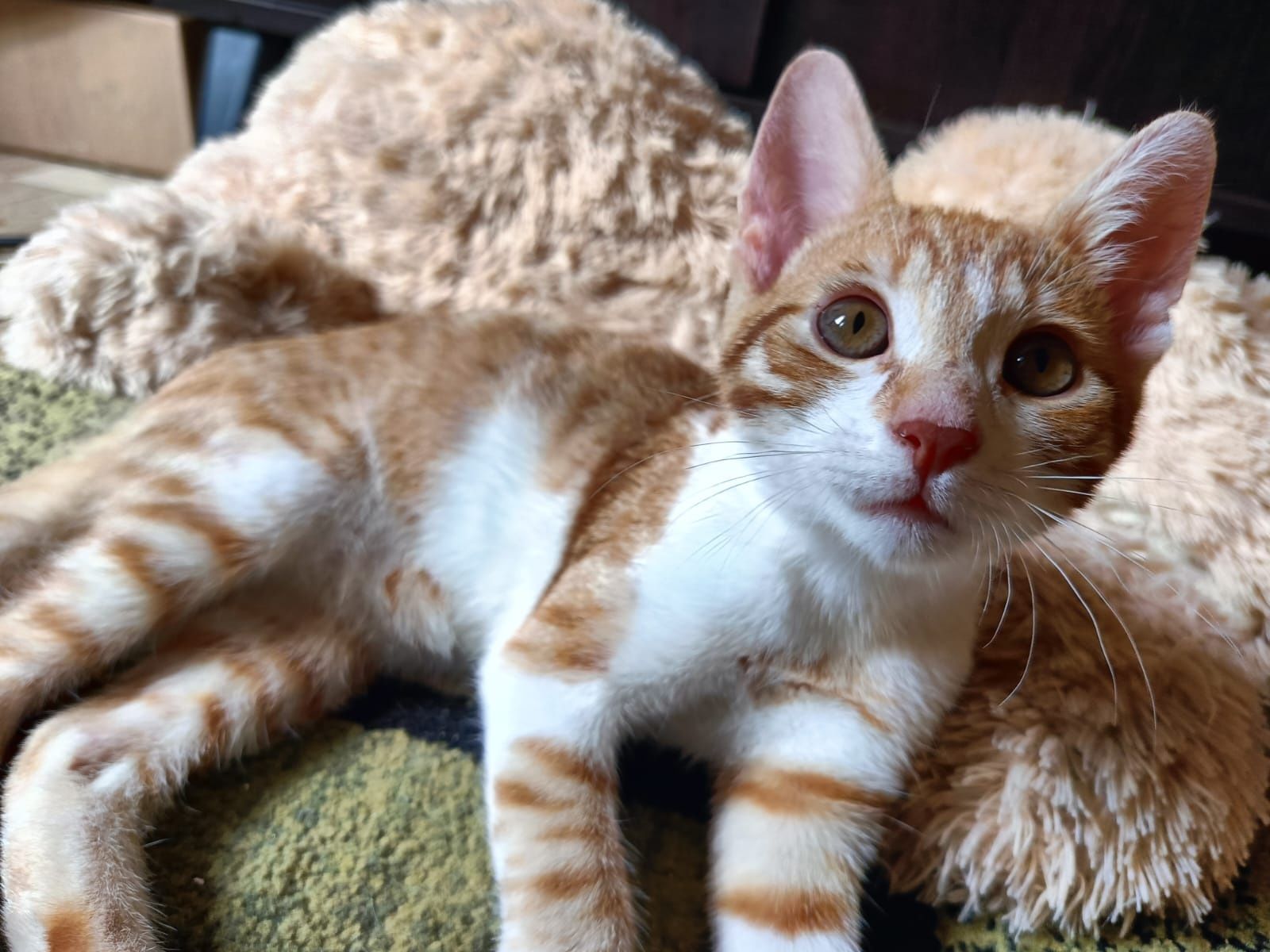 2 pisici spre adoptie!
