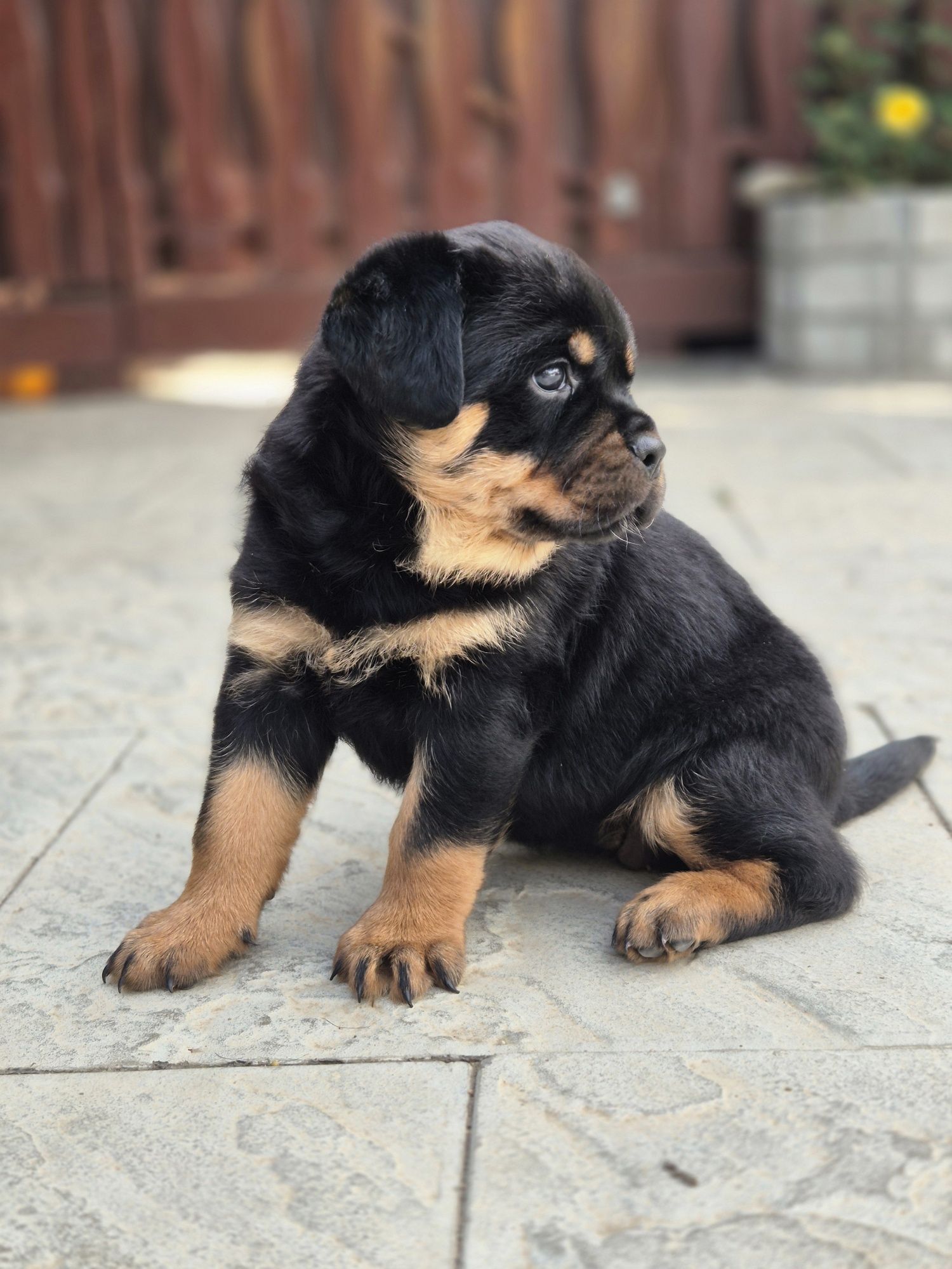 Pui rottweiler cu pedigree