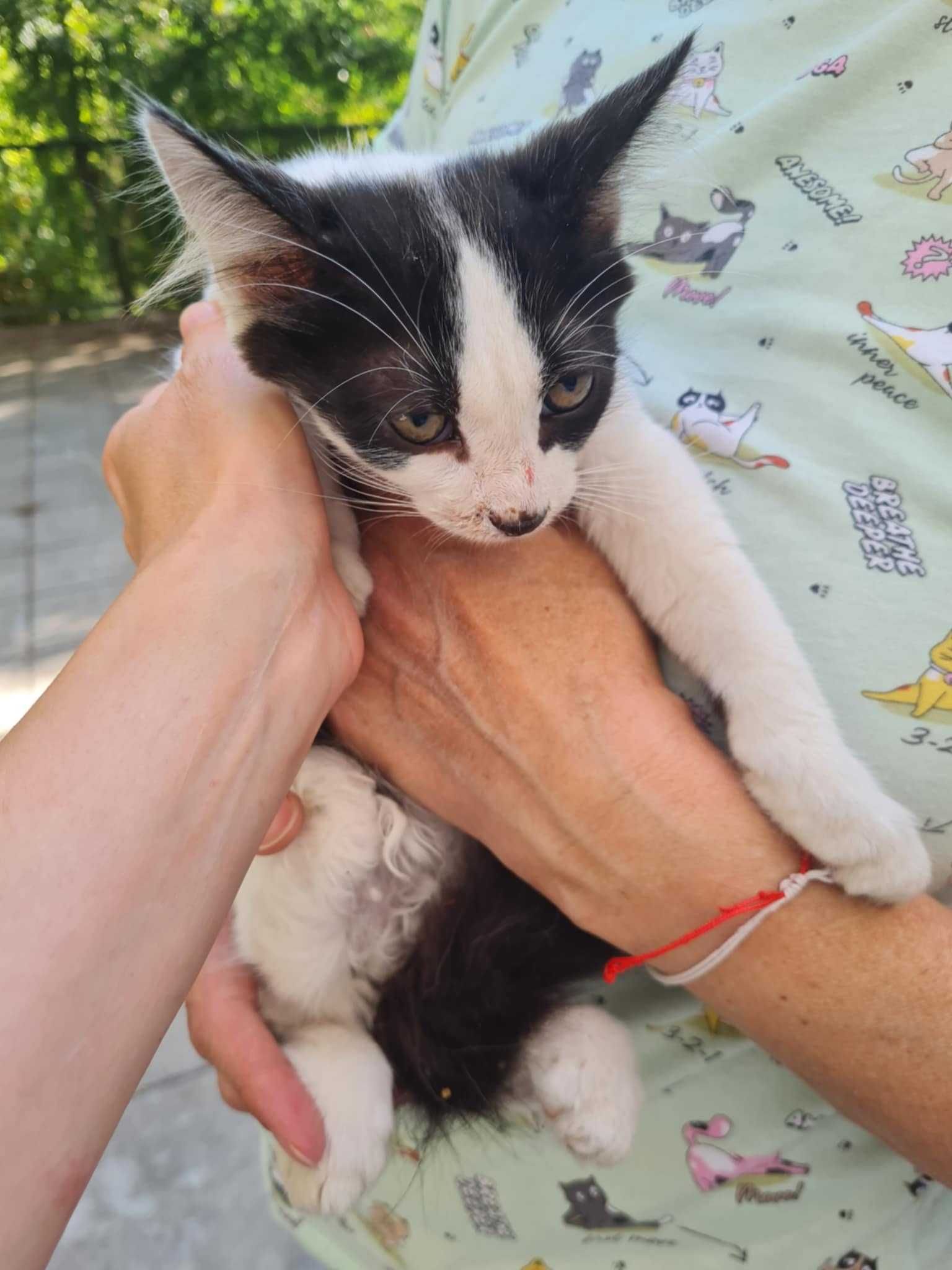 Коте търси дом София