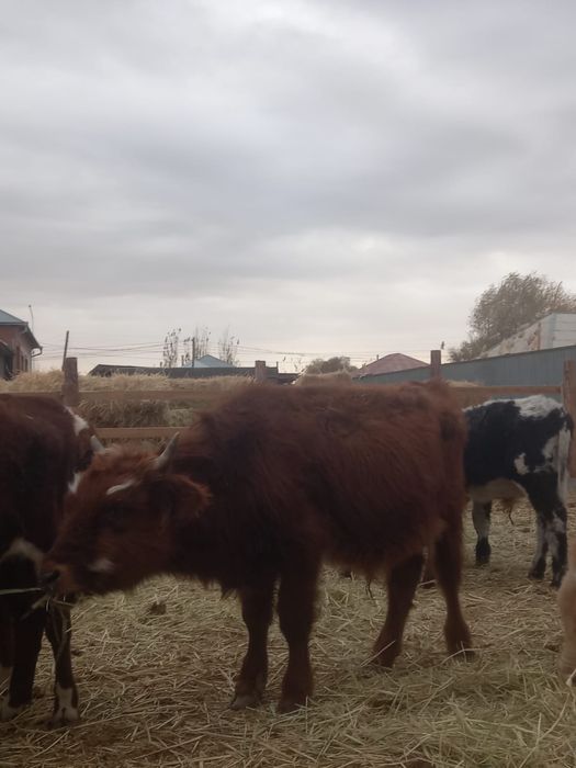 1.5 жасар өгіз сатылады. Абай ауылында