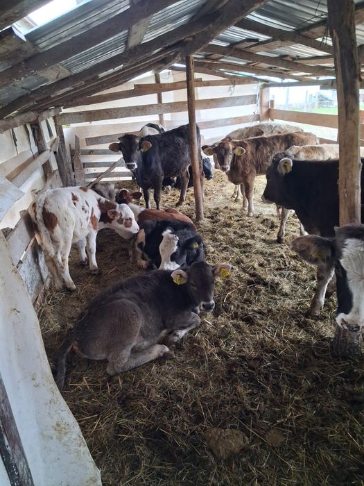 Vând vitei antarcatai