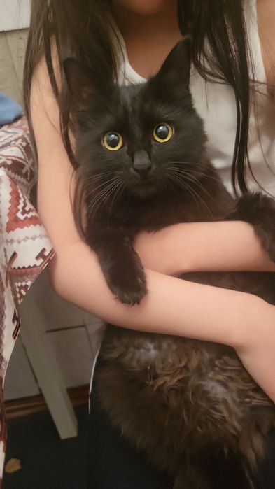 Отдам кошку в добрые руки красотка чёрного цвета