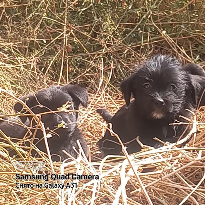 Щенки домашние, охрана.