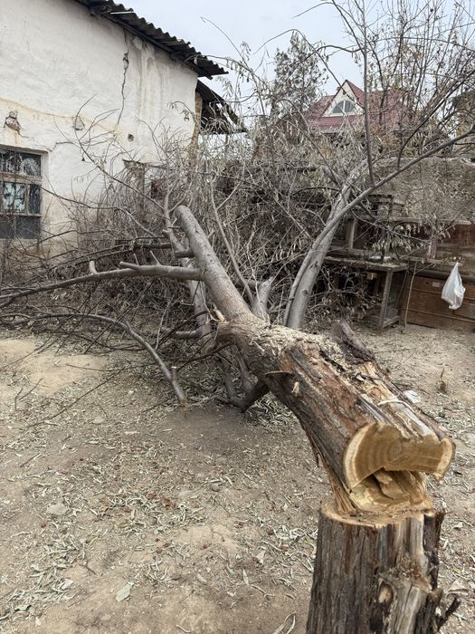 Отын жиде ағашы и жаңғақ ағашы