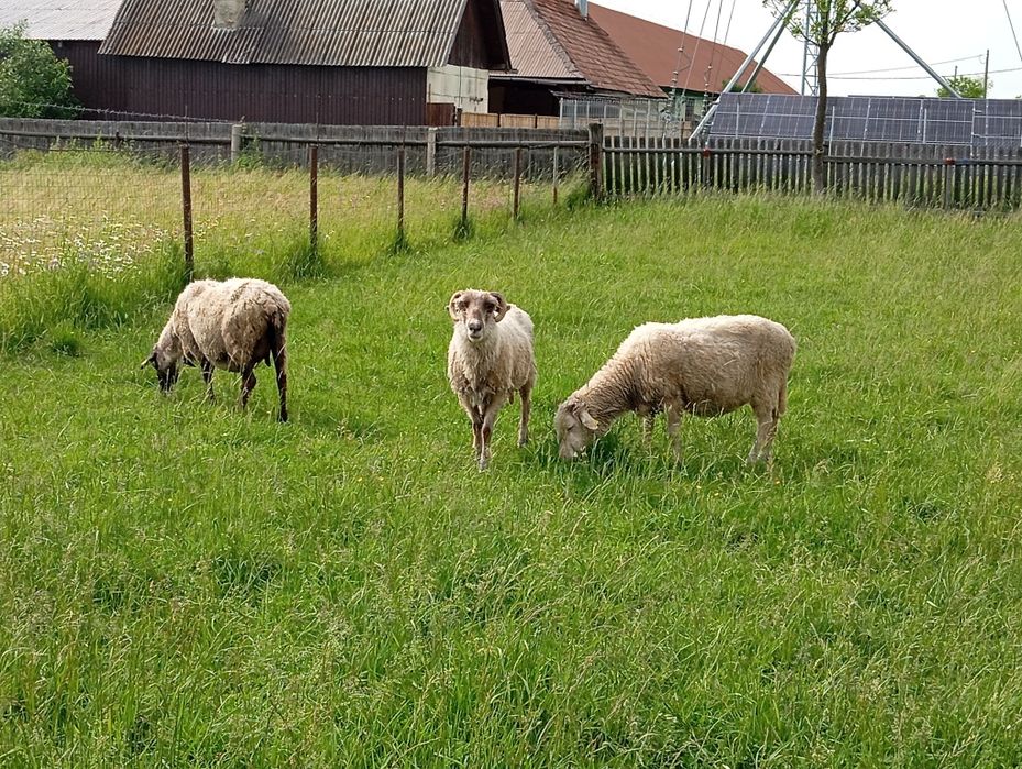 Vând 3 oi pentru taiere