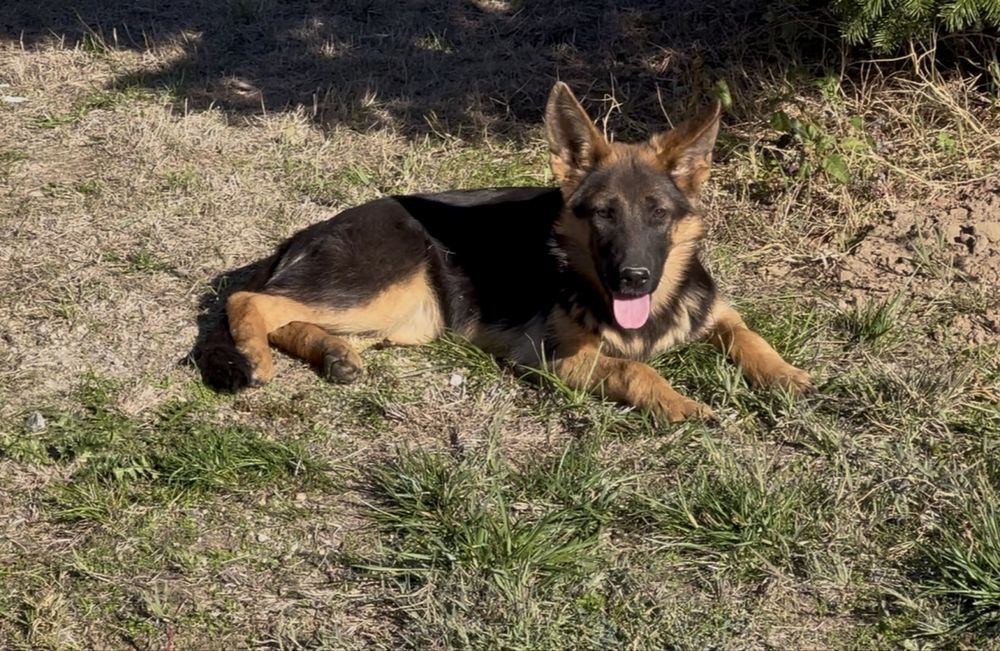 Femela ciobanesc german par scurt cu pedigree