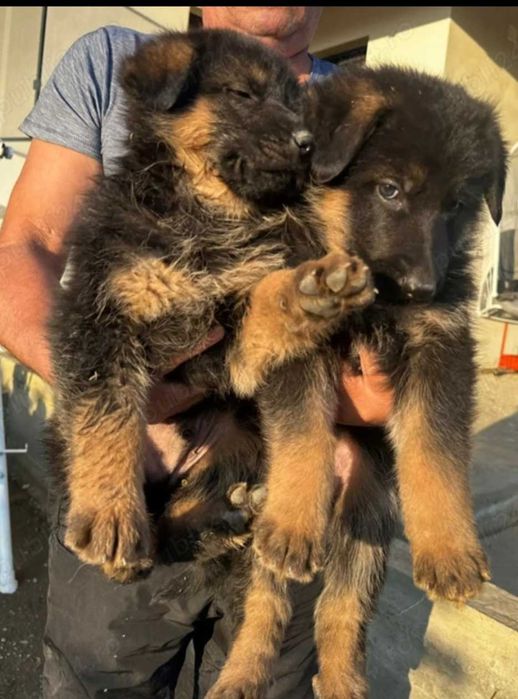 Iubitori si drăgălași