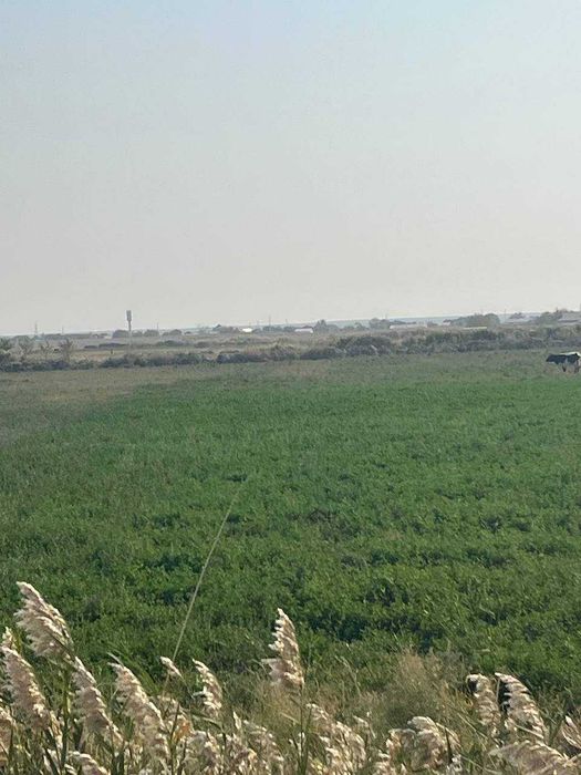 СРОЧНО Чорва комплекси. Молхона, экин, яйлов майдонлари билан сотилади