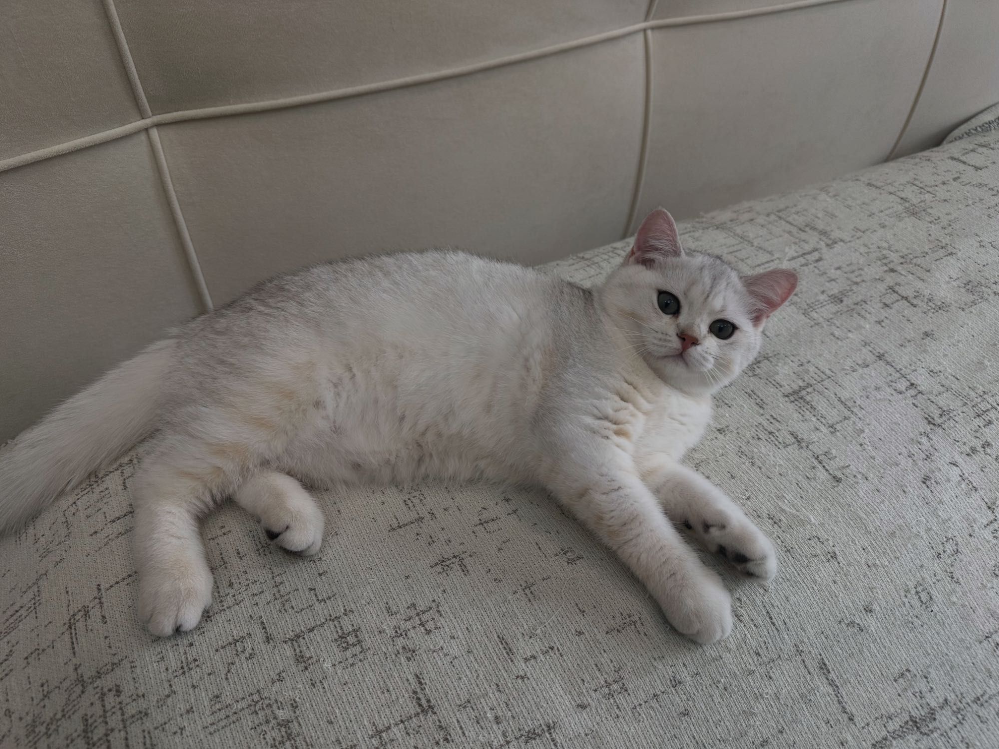 Котенок шотландец