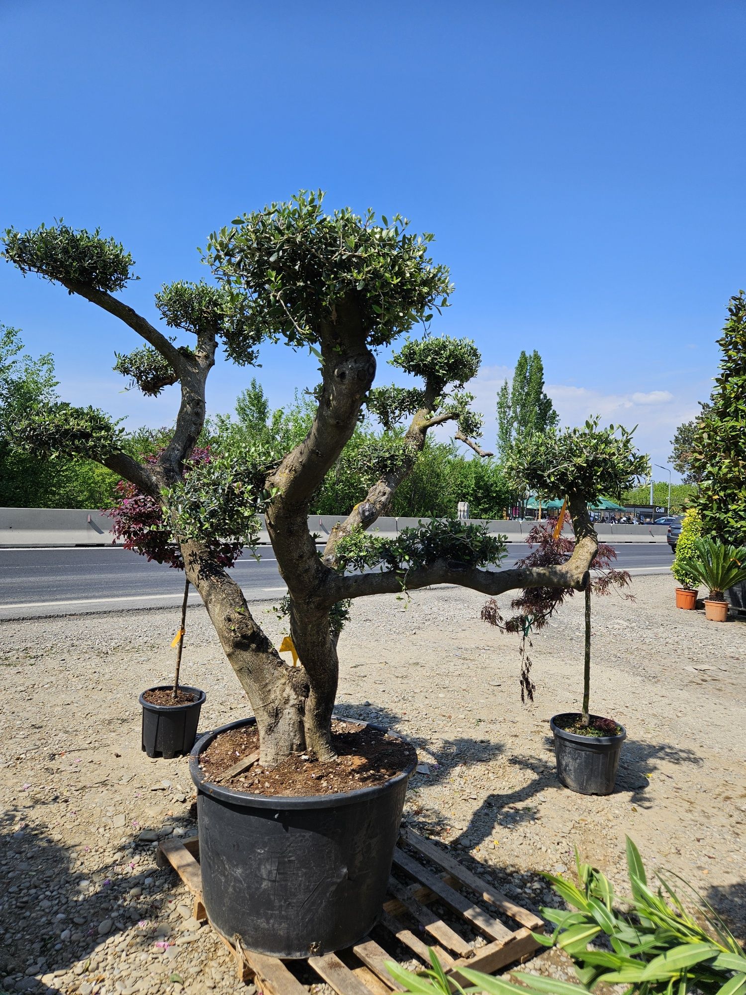Măslin olive  bonsai