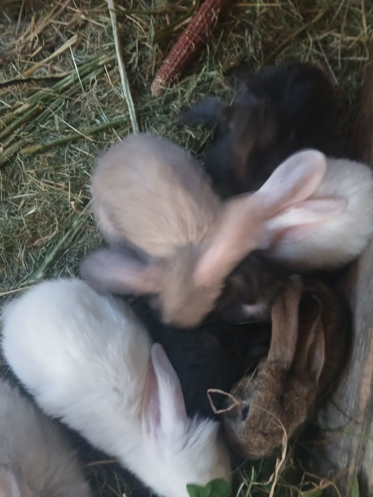 Puiuți berbec german